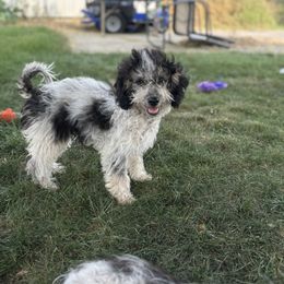 Aussiedoodle, Miniature Australian Shepherd, Poodle, and Toy Australian Shepherd Puppies from Mowry Creek Mini Aussiedoodles and More
