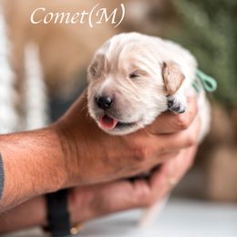 Boy 1 - Light golden male Golden Retriever puppy in Acton, Maine from Silver Pines Pups