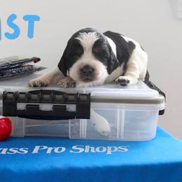 Cast - Black white and tan female English Springer Spaniel puppy in Barnstead, New Hampshire from C & S Farms