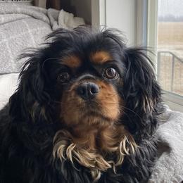 Cavalier King Charles Spaniels and Companion Crosses from Bluffroads Cavaliers and Chiliers