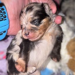 Echo - Blue merle male Pomeranian puppy in North Port, Florida from West Coast Diva Pupz