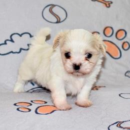 Cinnamon Roll - Cream and white male Shih Tzu puppy in Stroud, Oklahoma from Laik’s Little Shihtz & Poms
