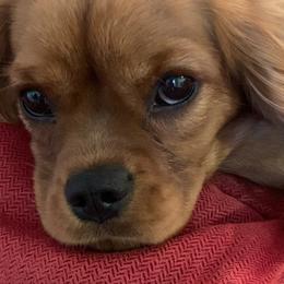 Buttercup - Cavalier King Charles Spaniel