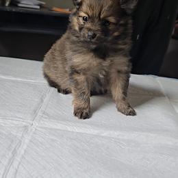 Pomeranian Puppies from Itty bitty friends