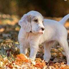 Jess- Blue Collar - English Setter puppy from Bucks County Setters