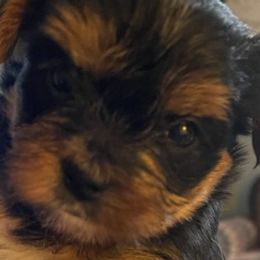 Yorkshire Terriers from Angie’s Yorkies