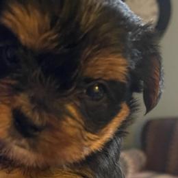 Yorkshire Terriers from Angie’s Yorkies