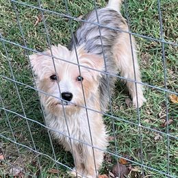 Jovi - Yorkshire Terrier