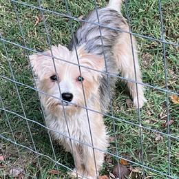 Jovi - Yorkshire Terrier
