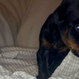 Babyface Nelson - Black and rust Doberman Pinscher puppy in Columbus, Ohio from Von Schaaf Haus DuPree
