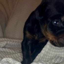 Babyface Nelson - Black and rust Doberman Pinscher puppy in Columbus, Ohio from Von Schaaf Haus DuPree
