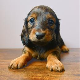 Zoey 3200 - Red female Dachshund puppy in Sylvania, Alabama from Yancey’s Doxies