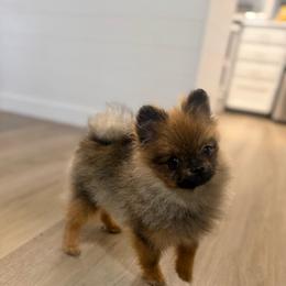 Little sir - Orange sable male Pomeranian puppy in Phoenix, Arizona from Luxpomz