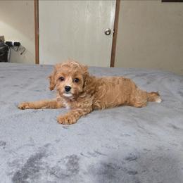 Pebbles - Apricot female Cavapoo puppy in Copan, Oklahoma from Tatums cavapoos