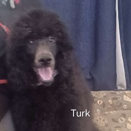 Turk - Poodle puppy from Nailah's Beauties: Standard Poodles