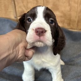 Raphael - Liver and white English Springer Spaniel puppy in Duncansville, Pennsylvania from Paylie Springers
