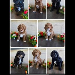 Goldendoodle puppies from JoZy's Doodles