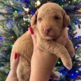 Grace - Mini - Apricot female Goldendoodle puppy in Lancaster, California from Kid's Best Doodle