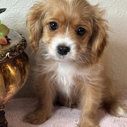Jason - Apricot male Cavapoo puppy in Oklahoma from Rocky Oak Cavaliers & Biewer Terriers LLC