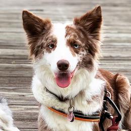 Border Collie All Grown Up from Buck Branch Border Collies