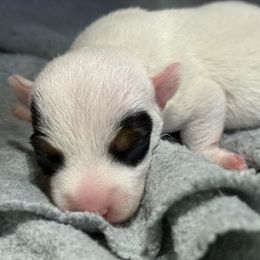 Girl 3 - Tri-color female Jack Russell Terrier puppy in Yakima County, Washington from Saddle Rock Kennels