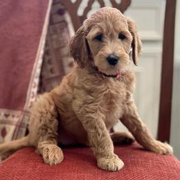 Snow White-Pink - Apricot female Goldendoodle puppy in Bay City, Texas from Charming Doods Goldendoodles