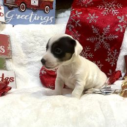 Border Collie and Jack Russell Terrier Puppies from CP FARMS BORDER COLLIES N JACKS CORP