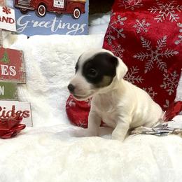 Border Collie and Jack Russell Terrier Puppies from CP FARMS BORDER COLLIES N JACKS CORP