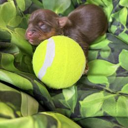 Brownie - Chocolate, tan and white male Yorkshire Terrier puppy in Illinois from Pretty Little Yorkies