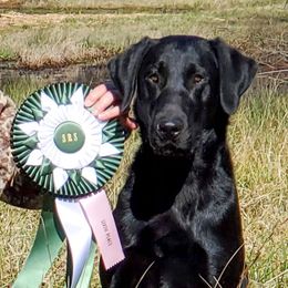 Pete - Labrador Retriever