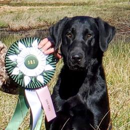 Pete - Labrador Retriever