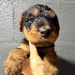 Champ aka Mr Green - Black and tan male Airedale Terrier puppy in Mooresville, North Carolina from Farm 55