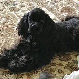 Cocker Spaniel and Shih Tzu Puppies from Newsong Cockers & Shih Tzu