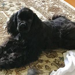 Cocker Spaniel and Shih Tzu Puppies from Newsong Cockers & Shih Tzu