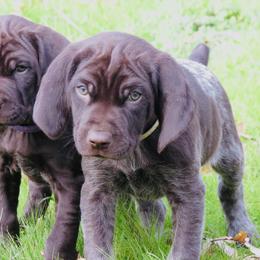 Cody - Liver roan male German Shorthaired Pointer puppy in Redding, California from Macushla Kennel