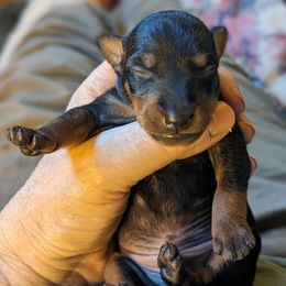 Irish Water Spaniel and Manchester Terrier Puppies from Coltsfoot Farm