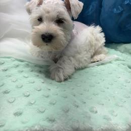 Blue - White male Miniature Schnauzer puppy in Sevierville, Tennessee from A&J Miniature Schnauzers