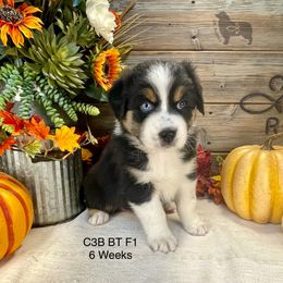 Australian Shepherd, Miniature American Shepherd, and Toy Australian Shepherd Puppies from OR Aussies