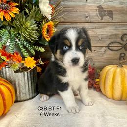 Australian Shepherd, Miniature American Shepherd, and Toy Australian Shepherd Puppies from OR Aussies