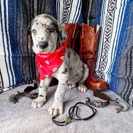Sawyer - Merle male Great Dane puppy in Climax, Michigan from Beaver Creek Danes