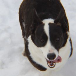 Cardigan Welsh Corgis and Shih Tzus from Funshine Kennels