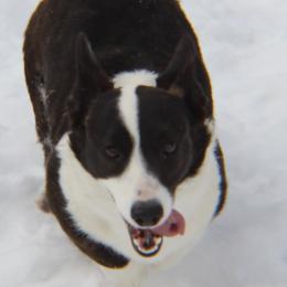 Cardigan Welsh Corgis and Shih Tzus from Funshine Kennels