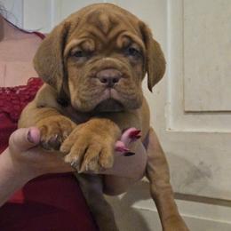 Brown girl - Red female Dogue de Bordeaux puppy in Michigan from Boondocks Bordeaux