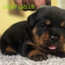 Light Green male - Black and mahogany male Rottweiler puppy in Kissimmee, Florida from Macht Haus Rottweilers