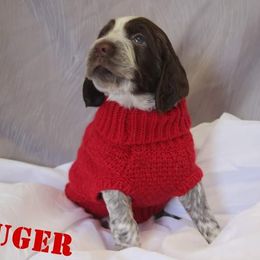 English Springer Spaniel Puppies from South Fork Springers