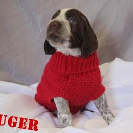 English Springer Spaniel Puppies from South Fork Springers