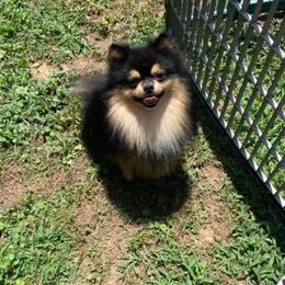Captain - Black and tan male Pomeranian puppy in Buck Valley, Pennsylvania from Buck Valley Pomeranians