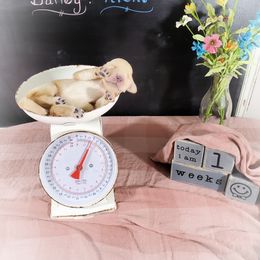 Dilute Retriever and Labradoodle Puppies from Von Bussler Labradoodles & Retrievers