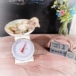 Dilute Retriever and Labradoodle Puppies from Von Bussler Labradoodles & Retrievers