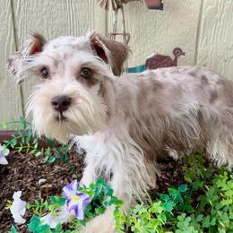 Fancy - Liver female Miniature Schnauzer puppy in Springfield, Ohio from LUXEYPUPS